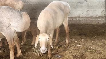 кармушки для баранов: Продаю | Овца (самка) | На забой | Матка — 2