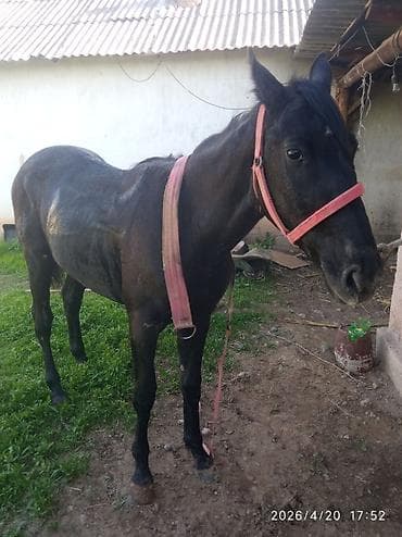 куплю конь: Продаю | Жеребец | Рабочий | Мерин — 4