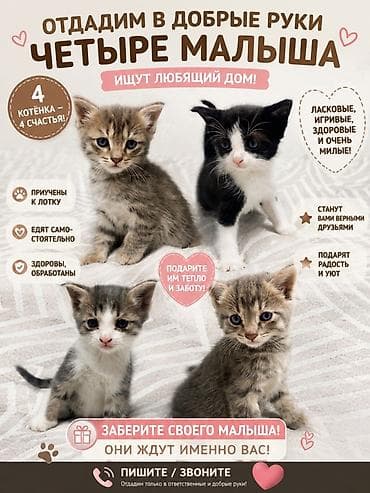 Продажа кошек: Отдадим в добрые руки котят — 4 малыша ищут любящий дом. Что вас — 1