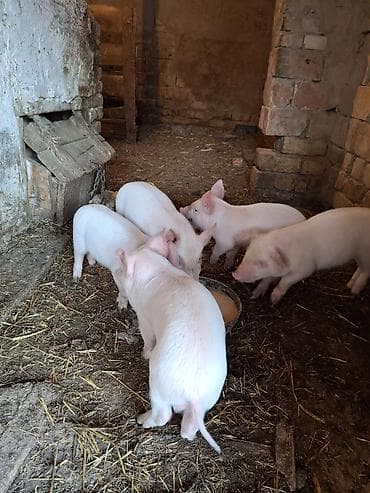 Услуги ветеринара: Продаю | Поросенок | Крупная белая | Для разведения — 2