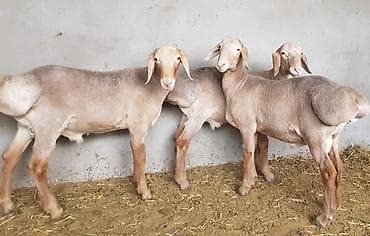 Продаю | Ягненок, Баран (самец) | Арашан