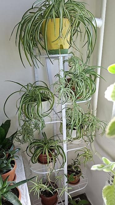 сок алоэ вера: Комнатные растения в горшках 1) Каланхоэ комнатное, махровые — 7