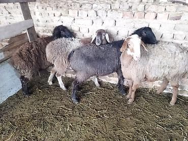продажа овец: Продаю | Овца (самка) | Полукровка | На забой, Для разведения | Матка, Ярка — 2