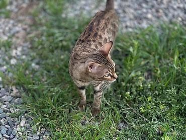 машинки для стрижки животных: Бенгальская, 10 месяцев, Девочка, Приучена к лотку — 3