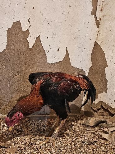 пл: Продаю | Петух | Бойцовая | Для разведения — 9