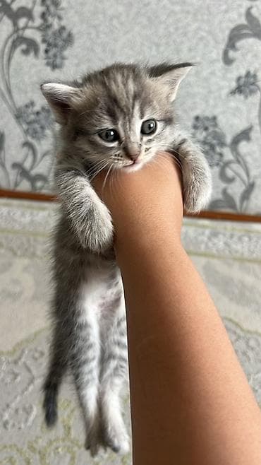 кошки жалал абад: Очаровательные котята домашнего помёта. ВЕСЛОУХАЯ 2000с ❗️❗️❗️❗️ - — 2