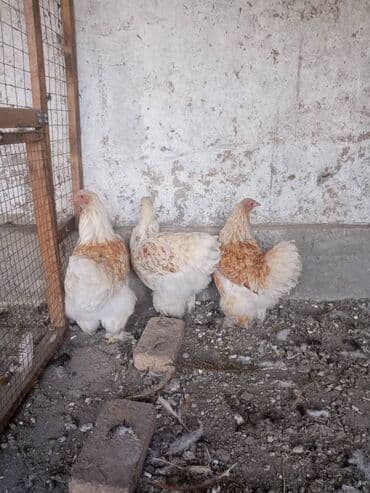 голуби домашние: Продам чистокровных кур от элитной породы брамы белое золото — 3