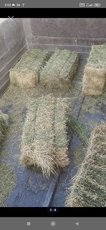 Продаю чистый зеленый клевер второй укос ЧАЙ, плотный Кыргызстан