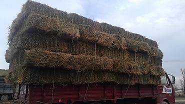 кормовая морковка: Беде сатылат договорная беде аралаш авсуг 1укос сатылат баасы — 6