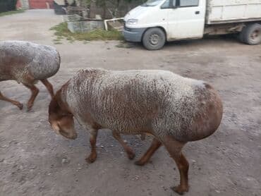 лысый кошка: Продаю | Овца (самка) — 9