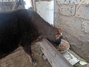 Продаю | Корова (самка) | Для молока at lalafo.kg Продаю | Корова (самка) | Для молока