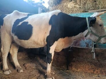 Иттер: Сатам | Уй (ургаачы) | Аулиекөл, Голштин | Байланган — 5