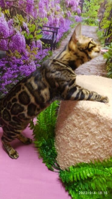 сколько стоит котенок британской золотой шиншиллы: Красивейшая бенгальская кошечка 6мес. Профессиональный Питомник — 11