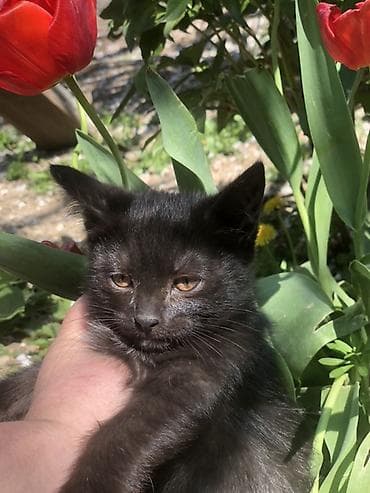 кошка саванна: Кошка даром: Беспородная, 3 месяца, Девочка, Приучена к лотку — 1