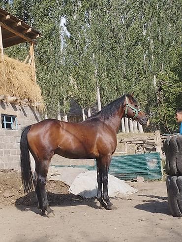 лошади тай: Продаю | Жеребец | Английская | Конный спорт — 5