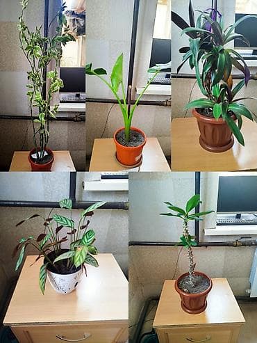 Комнатные растения в горшках — набор из 5 различных видов Описание: -