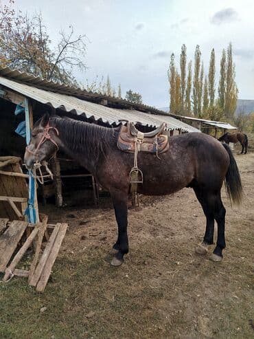 булдок ит: Продаю | Конь (самец) | Рабочий — 5