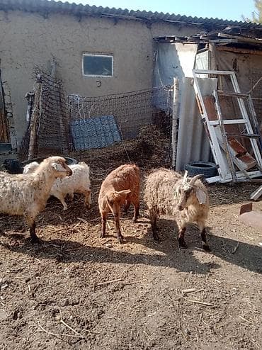 козель: Продаю | Козлёнок | Полукровка | Для разведения — 10