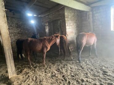 собака доберман сколько стоит: Продаю | Жеребенок | Для разведения — 1