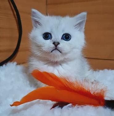 драбилка мини: Скотиш Страйт (Шотландская прямоухая), 2 месяца, Девочка, Серебристая шиншилла, Приучена к лотку, Проглистована — 1