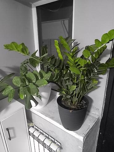 продаю алоэ: Комнатные растения в горшках: 1) Замиокулькас (ZZ plant) - Плотные — 1