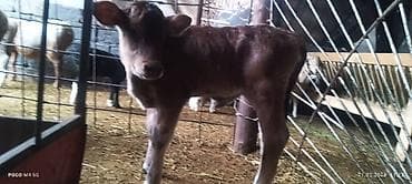 бенгал вязка: Продаю | Тёлка | Для разведения — 4