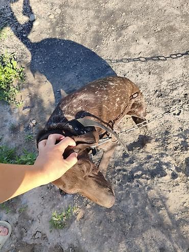 Продажа собак: Курцхаар, 1 год, Самка, С прививкой — 3