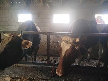 карова молочный: Продаю | Корова (самка) | Для молока | Стельные — 5