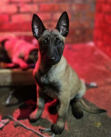 Щенки Бельгийской овчарки /МАЛИНУА/ из питомника 31.08.2025 г.р. С