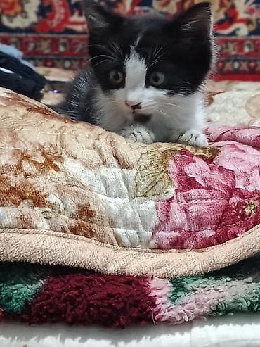 мышы: Котёнок, чёрно-белый, девочка отдадим в добрые руки, срочно нужны — 2