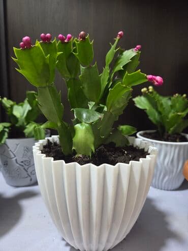 стеллаж для фруктов: Комнатное растение в кашпо - Вид: декоративный куст с одеревеневшим — 7