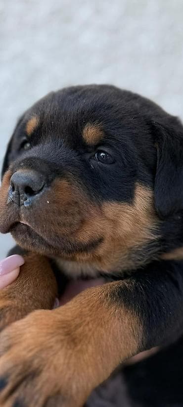 лабрадор щенок: Продаются щенки ротвелера( 1 мальчик и 1девочка)возраст 1 мес — 2