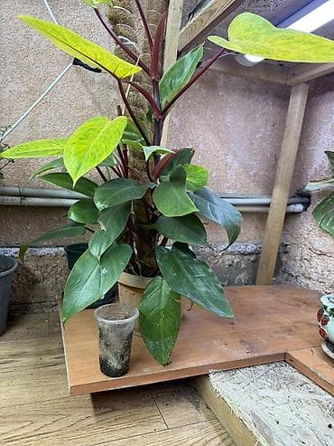 комнатные цветы бишкек: Филодендроны и другие комнатные растения — коллекционные экземпляры из — 1