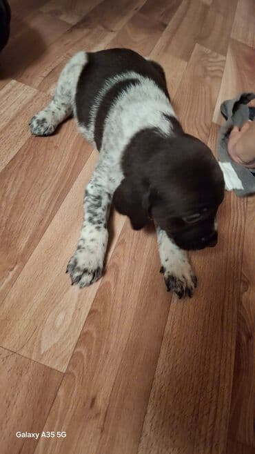 собака бульдок: Продаются щенки породы дратхар с кутцахарам возраст месяц прошу 5000 — 3