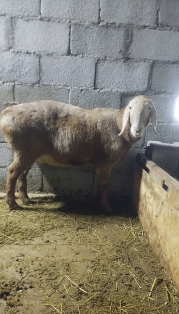 Грызуны: Продаю | Овца (самка) | Для разведения | Ярка — 1