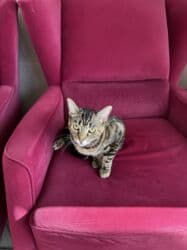 собака бульдок: Беспородная, 2 года, Девочка, Кастрирована, Приучена к лотку, Проглистована — 8