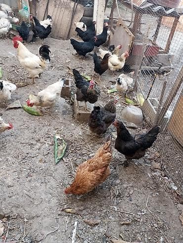 куры брамма: Продаю | Куры | Домашняя | Для разведения — 1