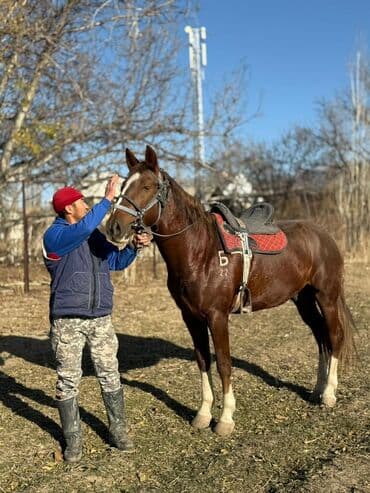 продажа кормов для сельскохозяйственных животных: Продаю | Конь (самец) | Полукровка | Конный спорт | Племенные — 3