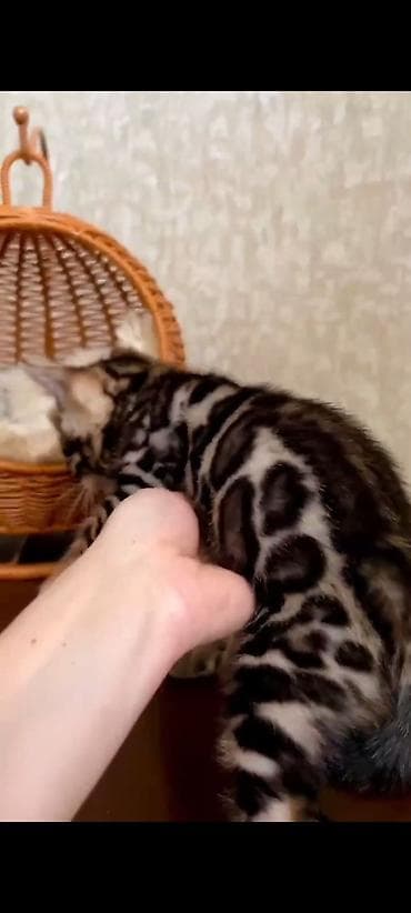 Продажа кошек: Бенгальская, 3 месяца, Девочка, Шоколадный, Приучена к лотку, Проглистована, С документами — 5