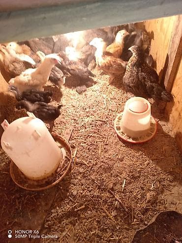 купить индюшиные яйца: Продаю | Инкубационные яйца | Бройлерная | Для разведения | Племенные — 1