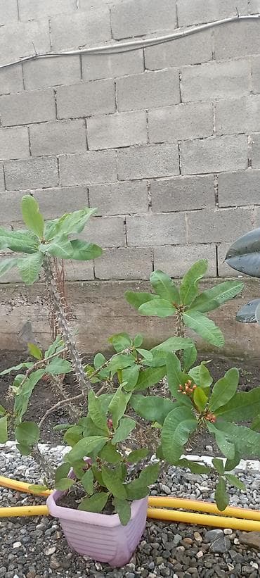 уй емерек: Комнатные крупномеры в горшках 1) Фикус эластика (Ficus elastica) - — 5