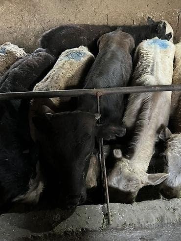 продаю тёлка: Продаю | Бык (самец) | Ангус, Герефорд, Швицкая | На откорм, Для разведения — 6