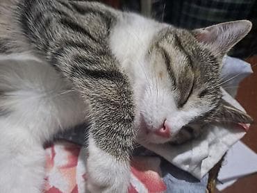 шпионские кошки: Котята и молодые кошки, домашние, ласковые. - Черная кошечка 7 — 2