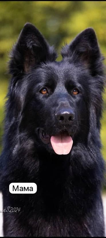 щенки бельгийской овчарки: Щенок немецкой овчарки Продаётся чистопородный щенок Немецкой — 10