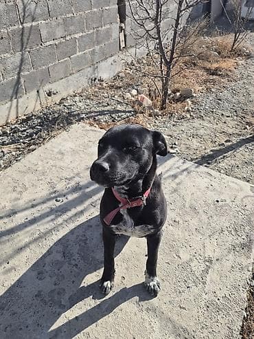 Собака даром: Питбуль, 8 месяцев, Самец, С прививкой at lalafo.kg Собака даром: Питбуль, 8 месяцев, Самец, С прививкой