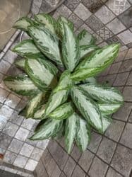 диффенбахия купить: Продаю в ассортименте цветы из личной коллекции. Все взрослые, мощная — 20