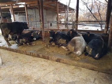 Требуются скотники на постоянную работу желательно семейные at lalafo.kg Требуются скотники на постоянную работу желательно семейные