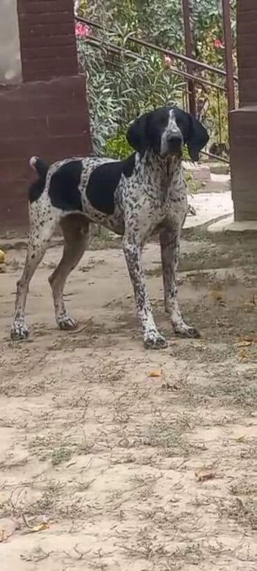 Вязка собак: Курцхаар, 1 год, Самец, С прививкой — 3