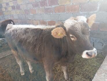 собака спанель: Продаю | Бык (самец), Музоо, торпок | Алатауская | На откорм — 1