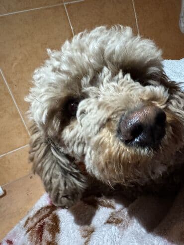 собаки пудели: Нашли щенка той-пудель
отдадим хозяину 
За Вознаграждение — 1